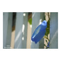 Spring Flower posters