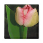 Spring Flower Tulip magnets