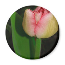 Spring Flower Tulip Fridge Magnet