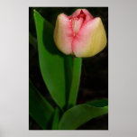 Spring Flower Tulip posters