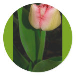 Spring Flower Tulip Round Stickers