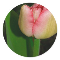 Spring Flower Tulip Round Stickers