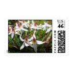 Spring Flowering Bulbs Postcard Postage Stamp