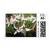 Spring Flowering Bulbs Postcard Postage Stamp