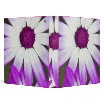 Spring flowering Senetti flowers macro shot 3 Ring Binders