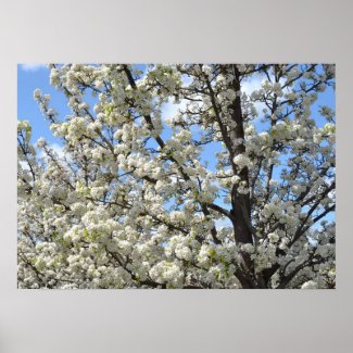 Spring Flowering Tree print