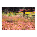 Spring flowers, back road, San Luis Obispo County, posters