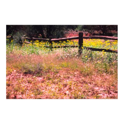 Spring flowers, back road, San Luis Obispo County, Print by drjwtaylor