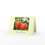tulip, tulips, daffodil, daffodils, narcissus,