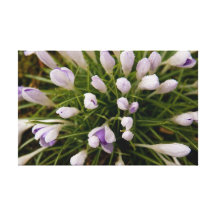 Spring flowers canvas print