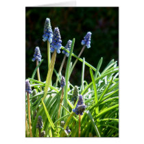 Spring Flowers cards