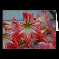 Spring Flowers cards