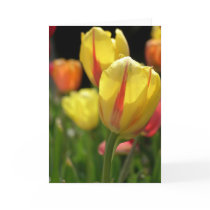 Spring Flowers cards