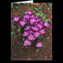 Spring Flowers cards