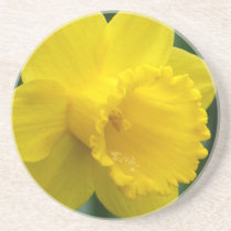 Spring Flowers Coaster Daffoldil Flowers Coaster coasters