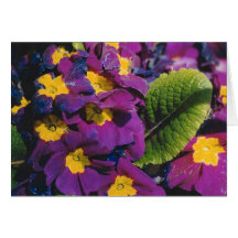 Spring Flowers Greeting Cards