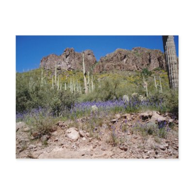 arizona spring flowers