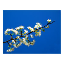 Spring Flowers Photography Art Poster posters