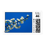Spring Flowers Postage stamps