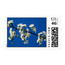 Spring Flowers Postage postage