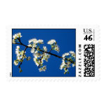 Spring Flowers Postage stamps