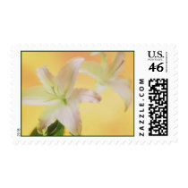 Spring Flowers postage stamps by photoinspiration Spring Flowers postage stamps
