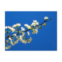 Spring Flowers Postcard