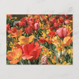Spring flowers postcard