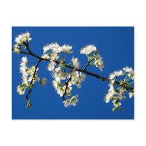 Spring Flowers Postcard