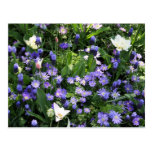 Spring flowers postcard