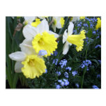 Spring Flowers Postcard