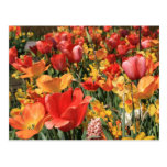 Spring flowers postcards