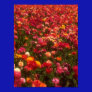Spring Flowers Poster