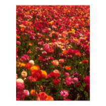 Spring Flowers Poster posters by lapatrick1161 Spring Flowers Poster posters