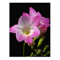 Spring freesia flowers postcards