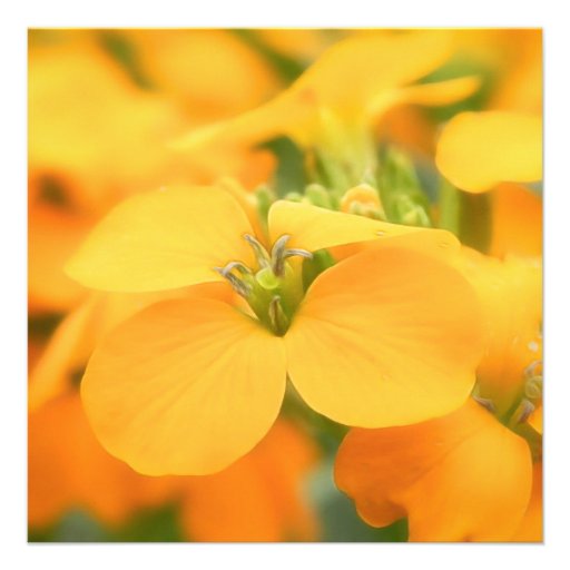Spring Garden - Cheiranthus allionii Custom Invites
