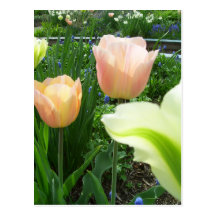 "Spring Garden"  CricketDiane Art & Photography Post Cards