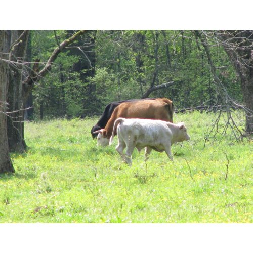 Spring Grazing in Louisiana postcard