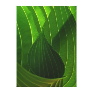 Spring Green Hosta Leaf Wrapped Canvas Print
