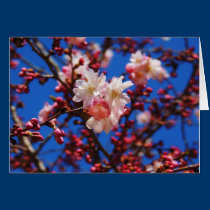 Spring Greeting Card cards