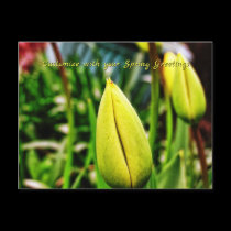 Spring Greetings Yellow Tulips Postcard postcards