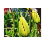 Spring Greetings Yellow Tulips Postcard