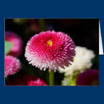 Spring has Sprung! cards