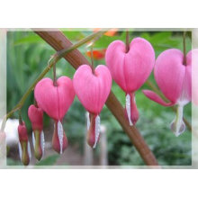 spring hearts card
