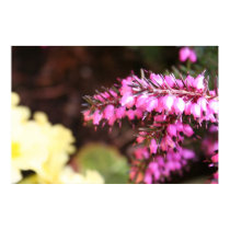 Spring Heather with primrose print by dottyjo Spring Heather with primrose print