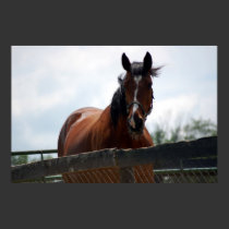 Spring Horse posters