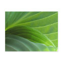 Spring Hosta postcard