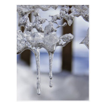 Spring Icicles Postcard
