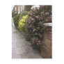 Spring in Camden Postcard