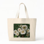 rose, shrub, maine, spring